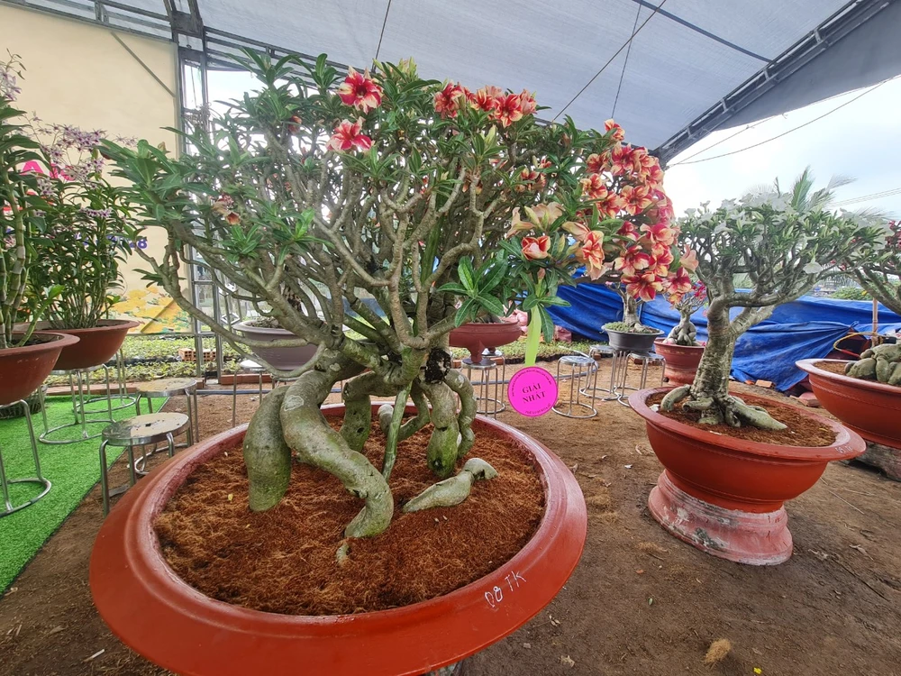 Cây sứ đạt giải nhất tại hội thi mai vàng, hoa sứ, hoa lan huyện Bình Chánh