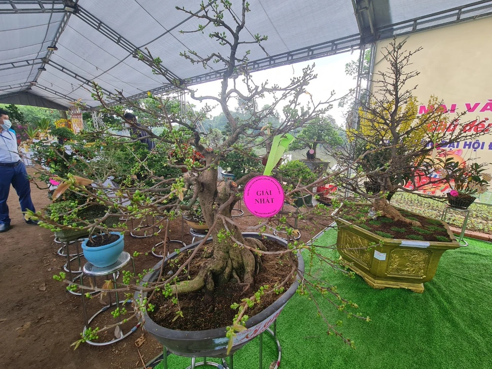 Cây mai đạt giải nhất thể loại hoa mai vàng tại hội thi mai vàng, hoa sứ, hoa lan huyện Bình Chánh