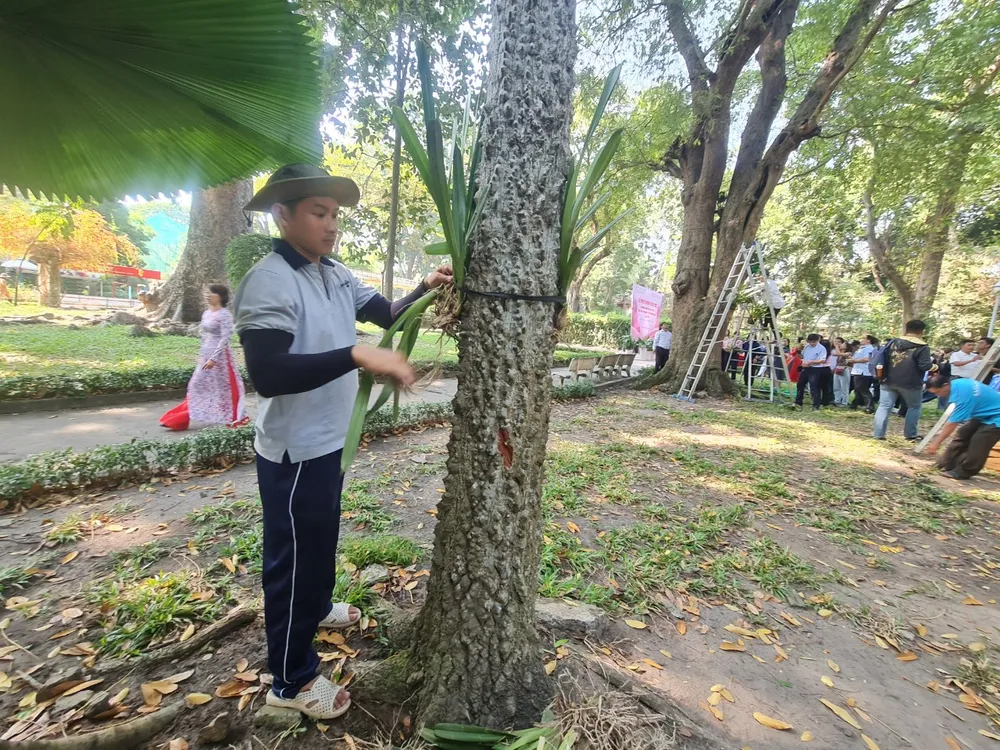 Lan rừng được gắn trên các thân cây cổ thụ. Ảnh: NC Lan rừng được gắn trên các thân cây cổ thụ. Ảnh: NC