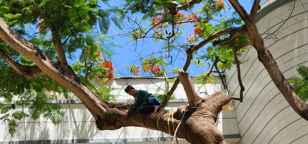 Trường THPT Bùi Thị Xuân, quận 1 đốn hạ cây Phượng bị rỗng ruột