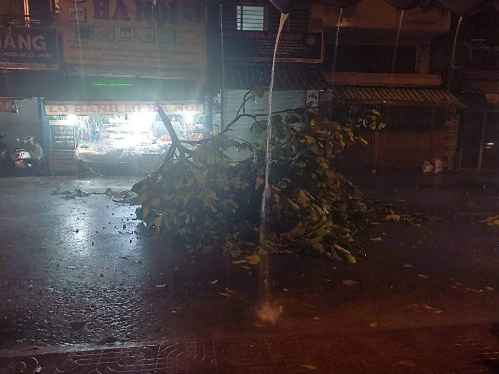 Mưa lớn làm cây đổ ở quận Tân Phú. Ảnh: NDCC