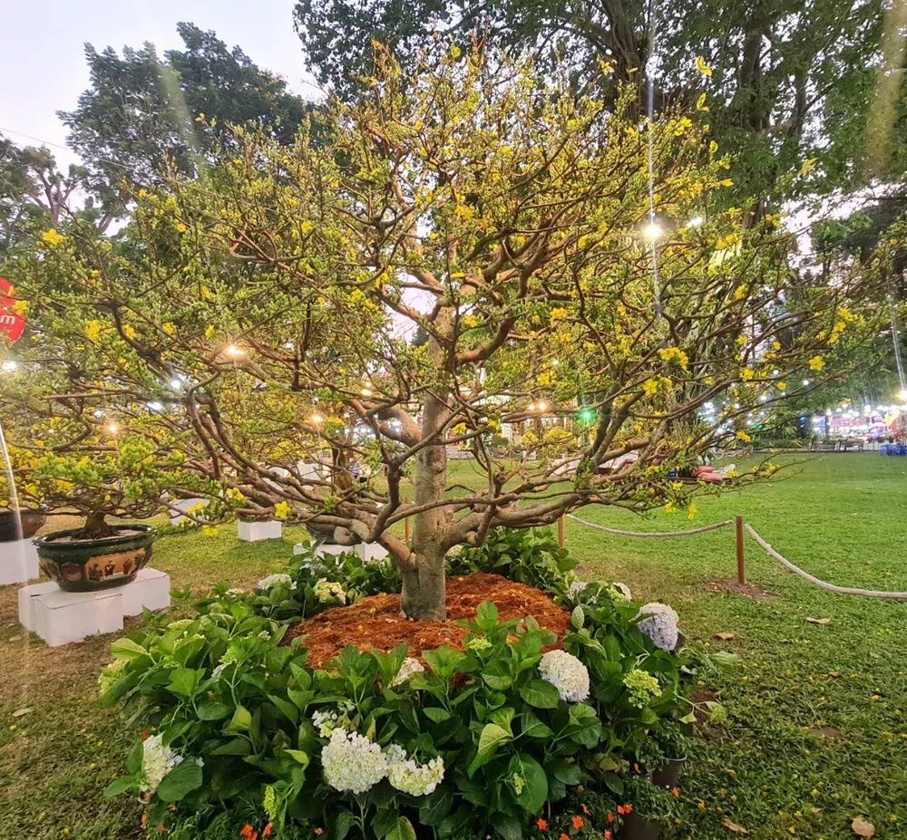 mai hoi hoa xuan.jpg