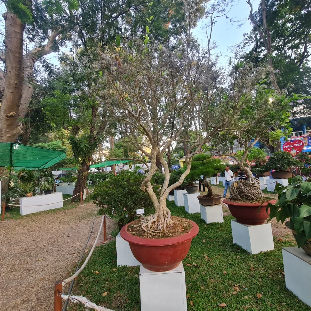 mai xanh- hoi hoa xuan-4.jpg