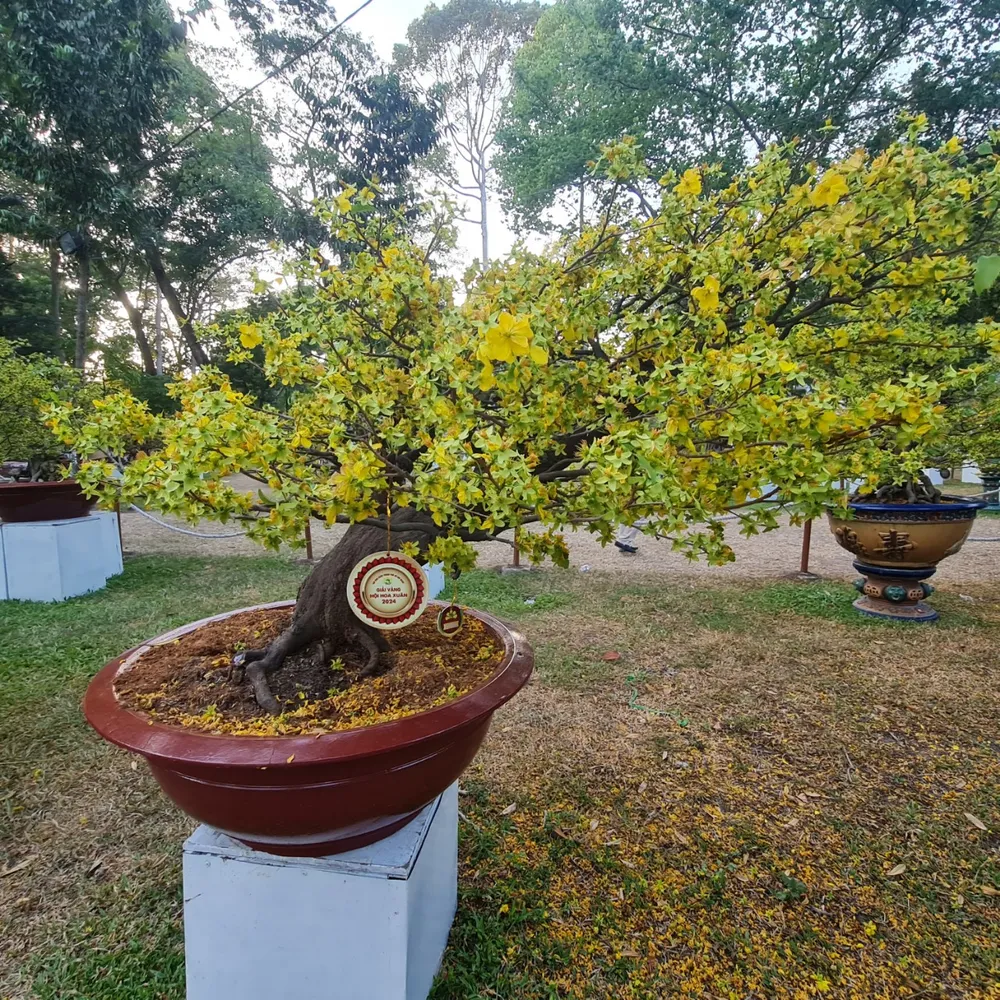 mau-giai vanh-hoi hoa xuan 11.jpg