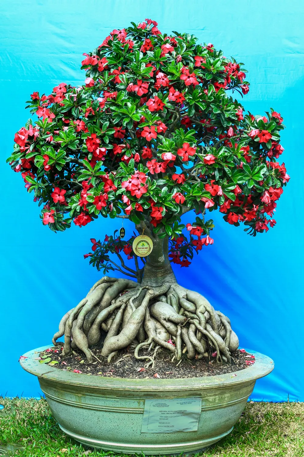 su giai dac biet- hoi hoa xuan 2.jpg