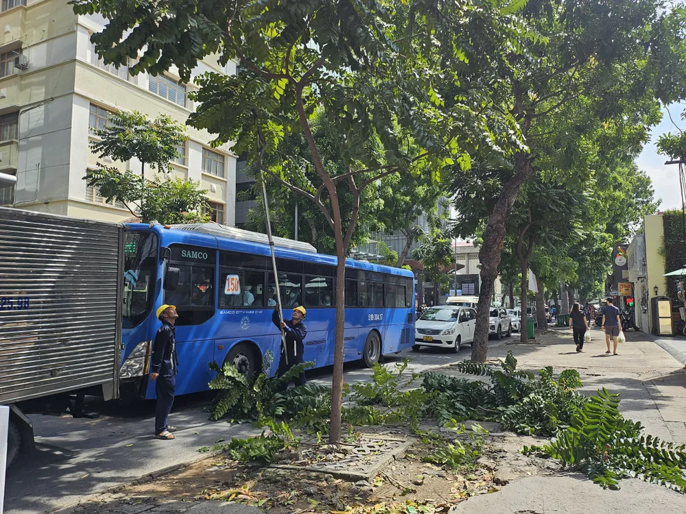 Công ty TNHH Một thành viên Công viên Cây xanh TP rà soát, cắt nhánh hệ thống cây xanh trên địa bàn TP.HCM. Ảnh: NC TP.HCM: Rà soát toàn bộ hệ thống cây xanh ở các trường học