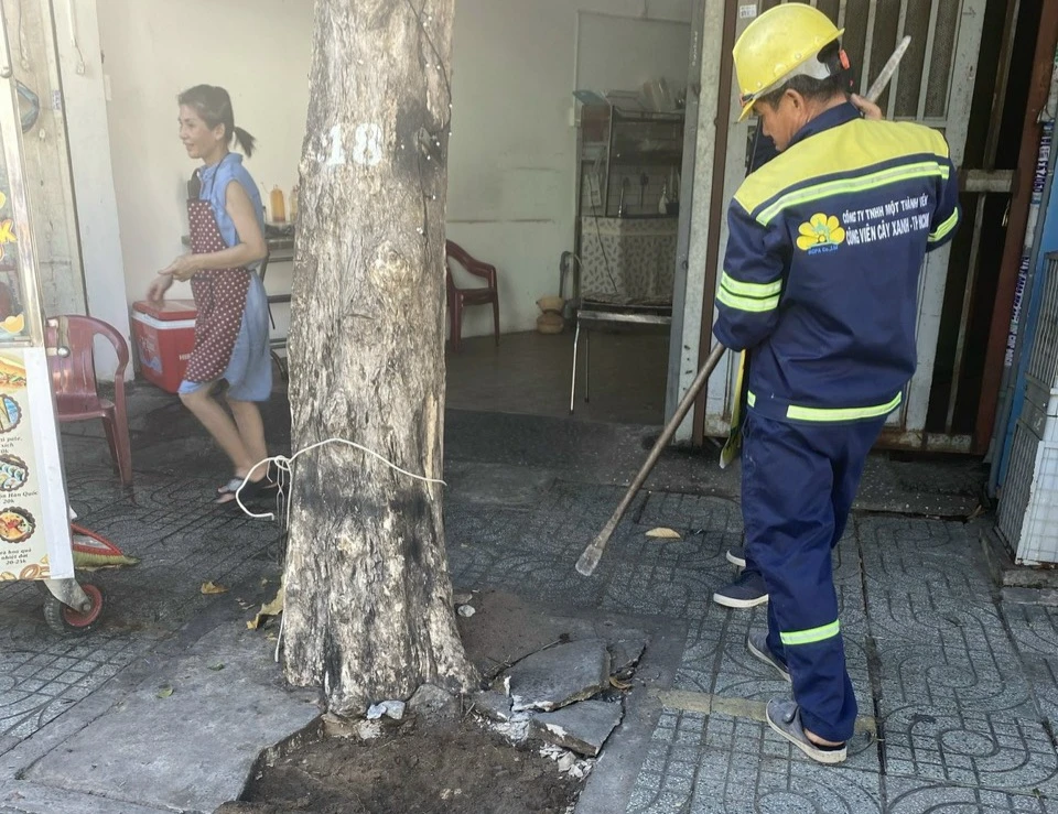 Công ty TNHH MTV Công viên cây xanh TP.HCM phá vỡ lớp bê tông ở gốc cây. Ảnh: AS TP.HCM sẽ xử lý những trường hợp trám bít gốc cây bằng bê tông