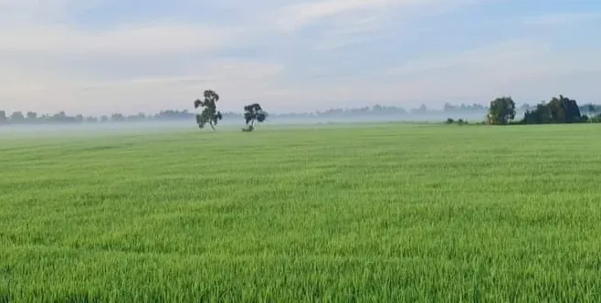 Cá nhân không trực tiếp sản xuất nông nghiệp sẽ được nhận chuyển nhượng đất trồng lúa. Ảnh: NGUYỄN CHÂU Điểm đáng lưu ý về việc đứng tên sổ hồng đất trồng lúa áp dụng từ ngày 1-8