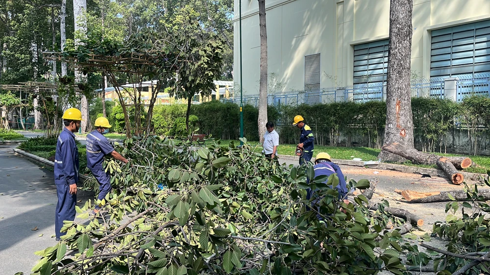 Vụ ngã đổ cây xanh gây chết người ở Công Viên Tao Đàn: Cây không khiếm khuyết thể hiện ra ngoài