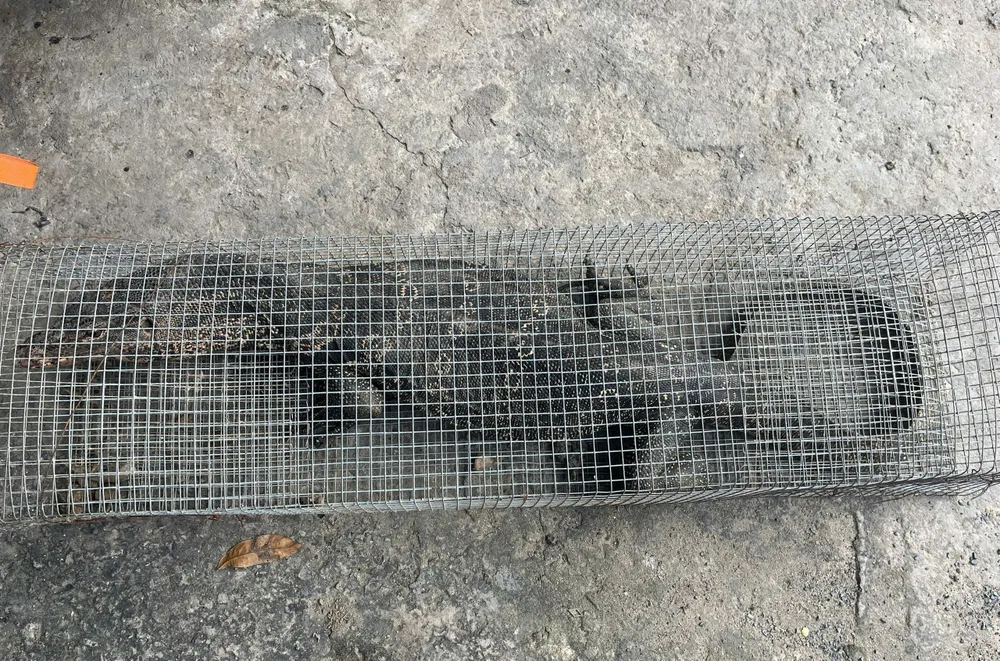Con kỳ đà hoa này do ông Bùi Mạnh Hùng bắt được vào ngày 4-9. Ảnh: NH kỳ đà hoa bình chánh 1.jpg