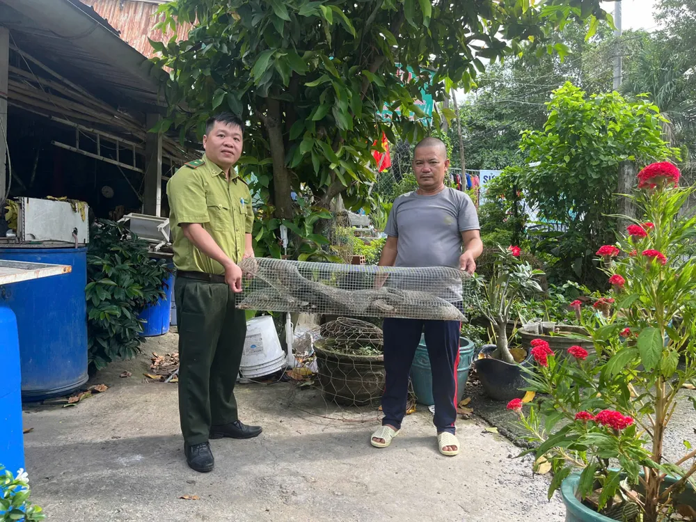 Ông Nguyễn Mạnh Hùng bàn giao kỳ đà hoa nặng 6kg cho Chi cục Kiểm lâm TP.HCM sáng 6-9. Ảnh: NH Người dân ở huyện Bình Chánh phát hiện kỳ đà hoa quý hiếm nặng 6kg ở vườn nhà