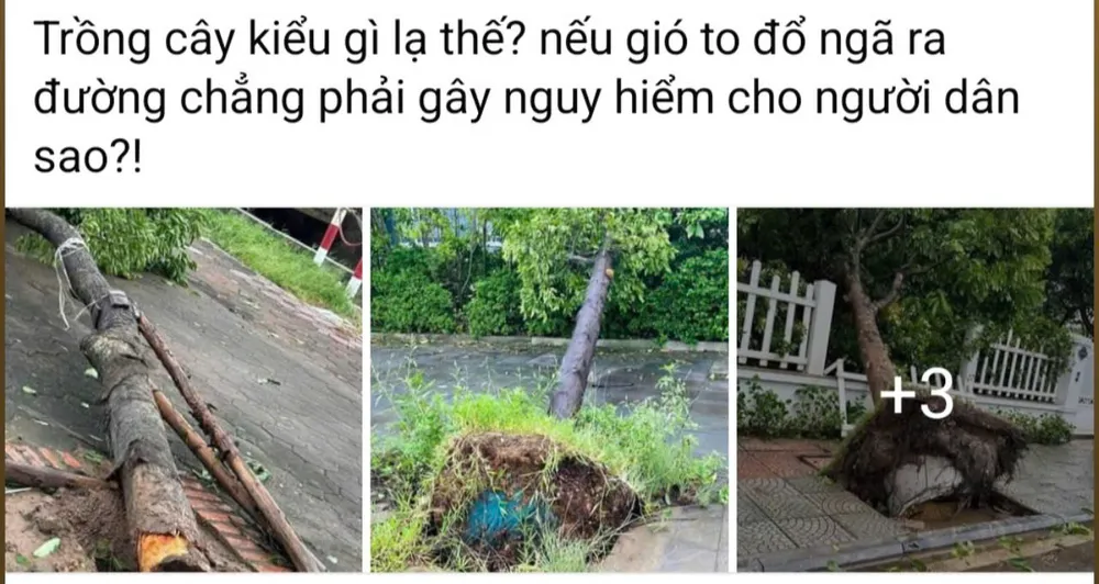 Nhiều ý kiến bức xúc khi cây xanh đô thị đã trồng còn nguyên bầu đất. Ảnh: MXH cây bật gốc .jpg