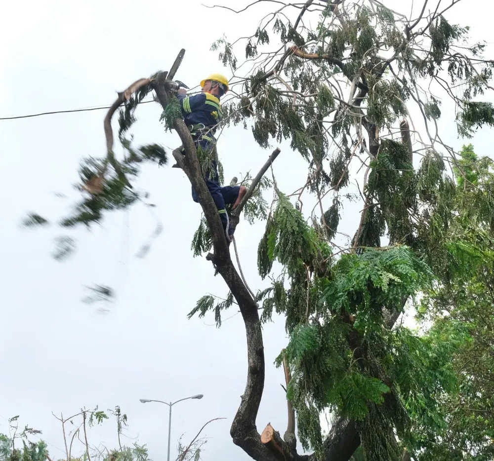  bão số 3 cây xanh Hải phòng 12.jpg