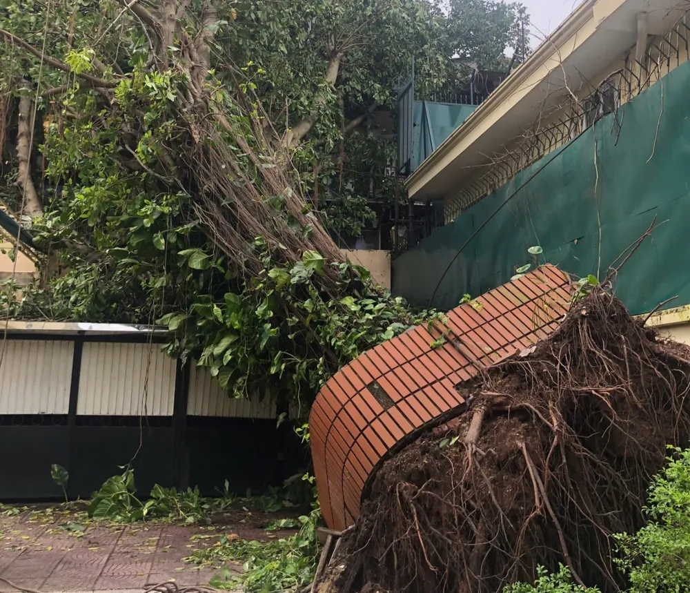 Một cây lớn ở Hà Nội bật gốc cây xanh ngã đổ 11.jpg