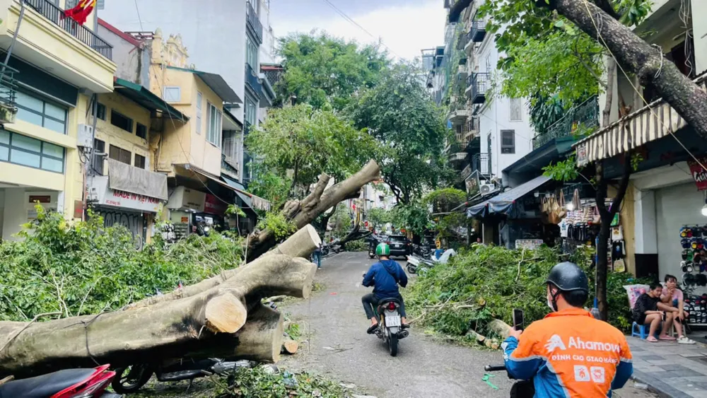 Lượng cây xanh ngã đổ ở Hà Nội là rất lớn cây xanh ngã ỡ hà nội 10.jpg