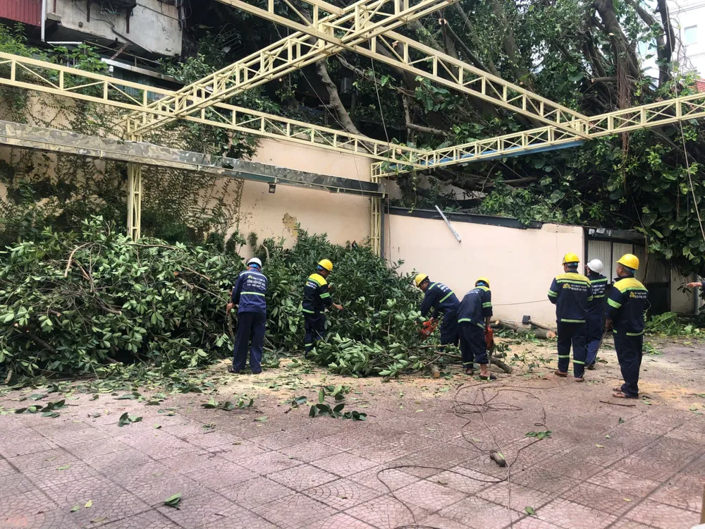 Cây xanh ngã đổ trong khuôn viên cơ quan, tổ chức ở Hà Nội cây xanh ngã ở hà nội 8.jpg