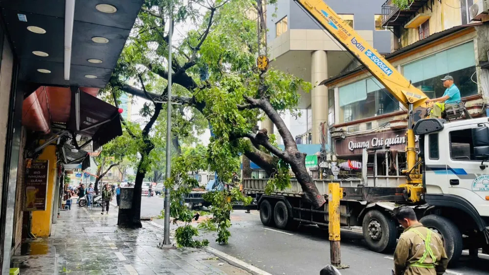 Cây xanh ngã đổ trên đường ở Hà Nội được xử lý cây xanh ngã ở hà nội 9.jpg
