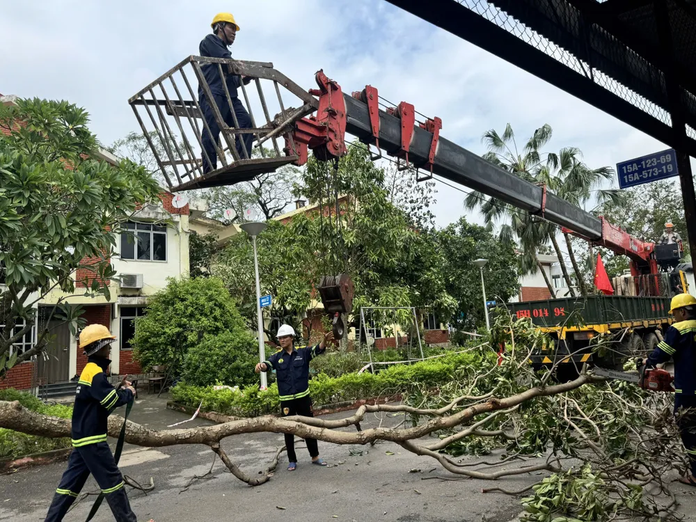 Cây xanh lớn, nhỏ ngổn ngang trên đường ở Hải Phòng cây xanh ngã ở hải Phòng 3.jpg