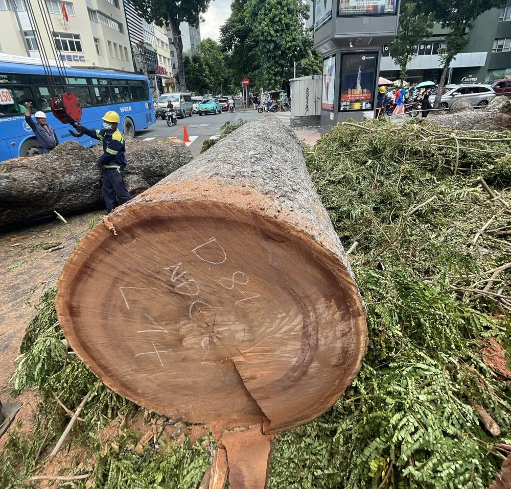 cây xanh cắt trơ trụi đường đinh tiên hoàng.jpg