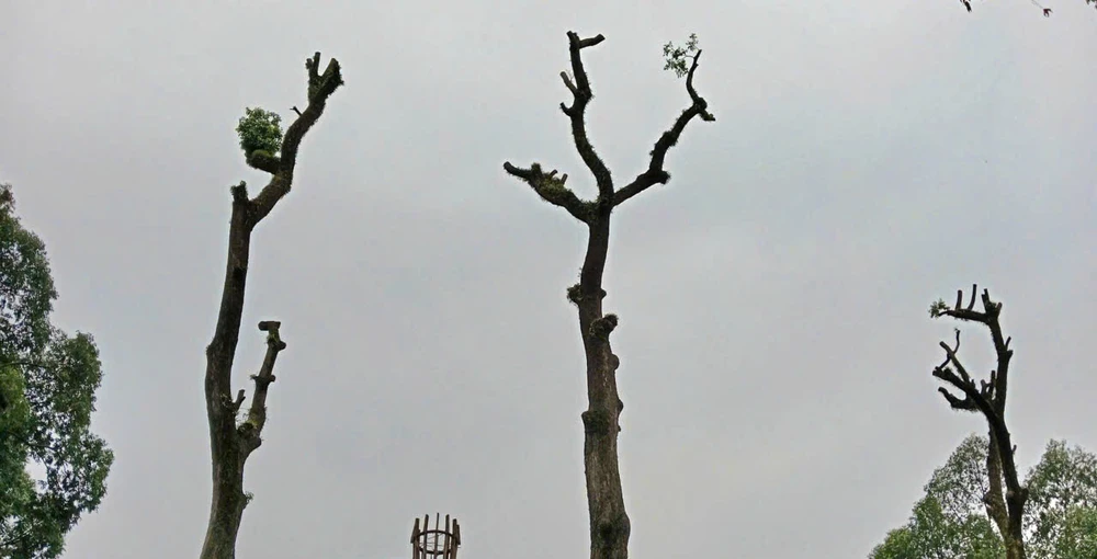 Lý giải nguyên nhân vì sao nhiều cây xanh ở TP.HCM bị cắt trơ trụi