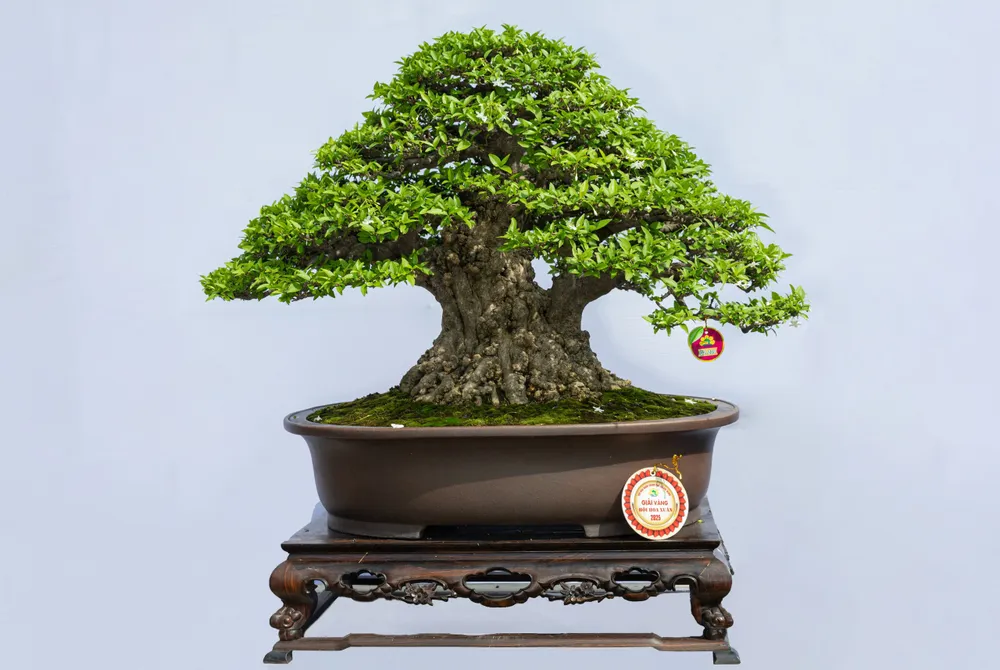 hội hoa xuân 4.jpg