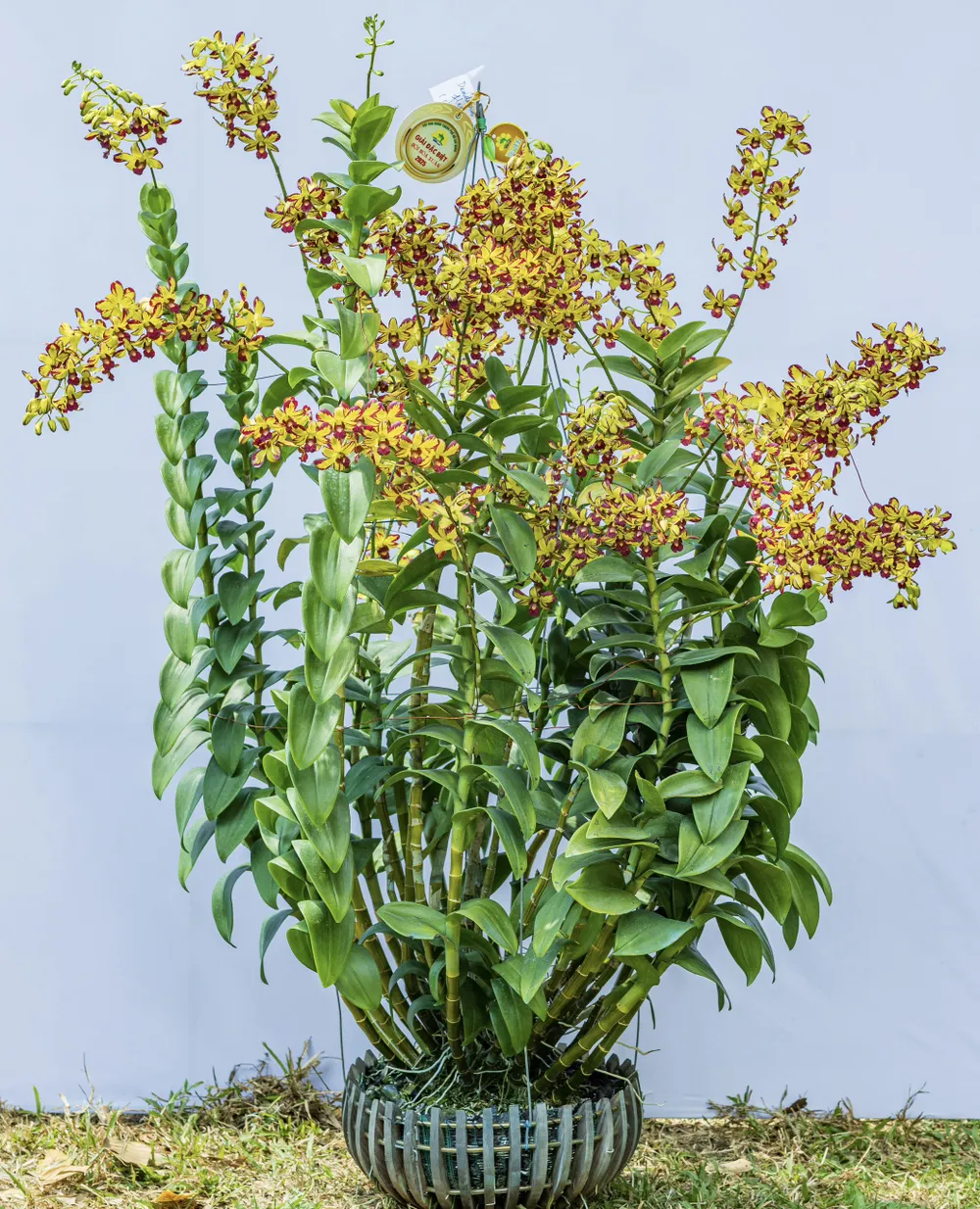 hội hoa xuân 9.jpg