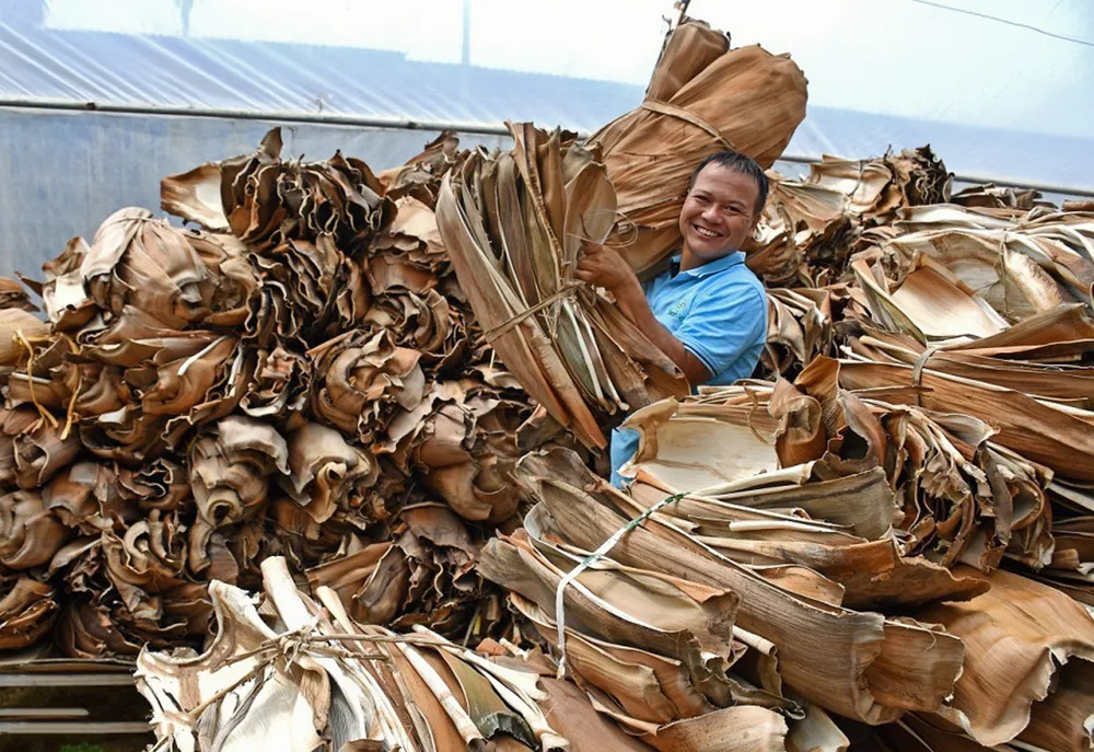 Độc đáo: Biến mo cau thành chén dĩa xuất khẩu
