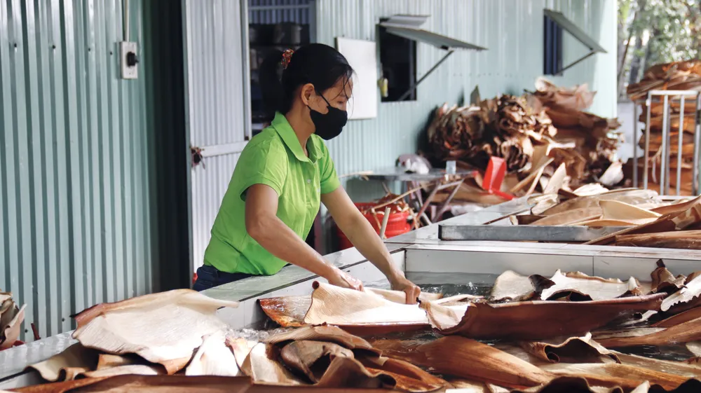 Độc đáo: Biến mo cau thành chén dĩa xuất khẩu