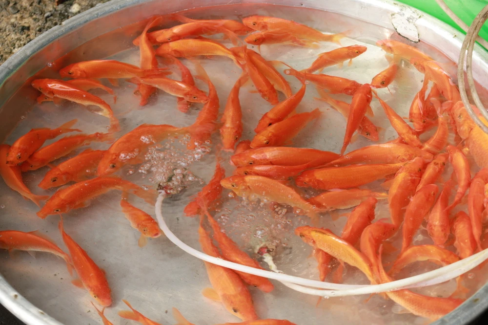 IMG_1395 2thi-truong-ca-chep-vang-ma-am-dam-trong-ngay-dua-ong-tao-ve-troi-post0.html.JPG