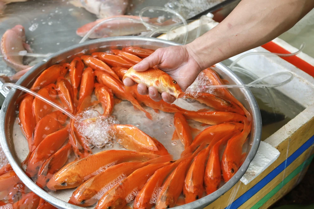 IMG_1425 2thi-truong-ca-chep-vang-ma-am-dam-trong-ngay-dua-ong-tao-ve-troi-post0.html.jpg