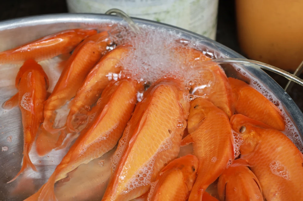 IMG_1439 2thi-truong-ca-chep-vang-ma-am-dam-trong-ngay-dua-ong-tao-ve-troi-post0.html.jpg