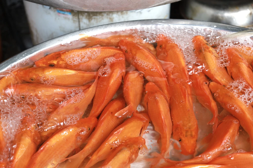 IMG_1442 2thi-truong-ca-chep-vang-ma-am-dam-trong-ngay-dua-ong-tao-ve-troi-post0.html.jpg