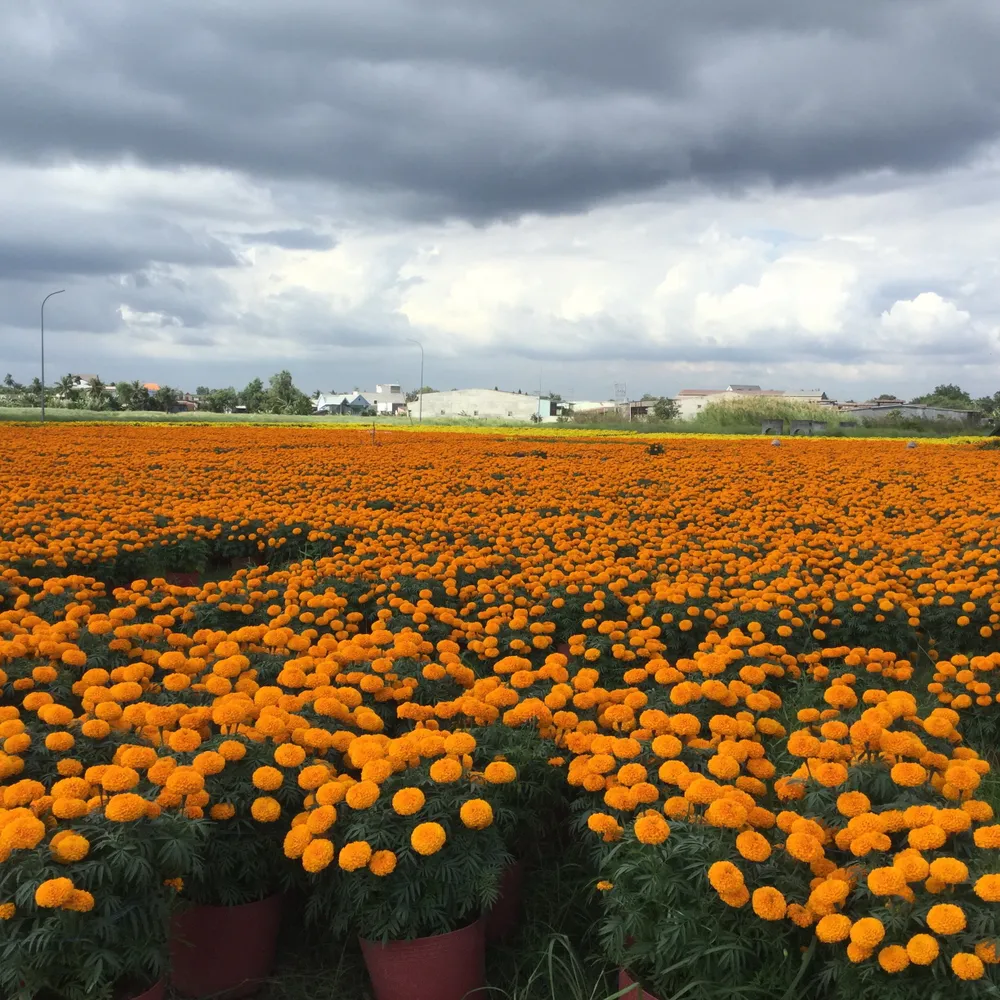 Làng hoa vạn thọ Thủ Thừa chuẩn bị đón xuân ảnh 2 Làng hoa vạn thọ Thủ Thừa chuẩn bị đón xuân ảnh 2