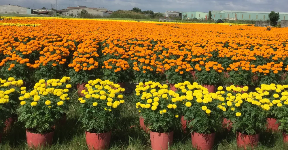 Làng hoa vạn thọ Thủ Thừa chuẩn bị đón xuân ảnh 3 Làng hoa vạn thọ Thủ Thừa chuẩn bị đón xuân ảnh 3