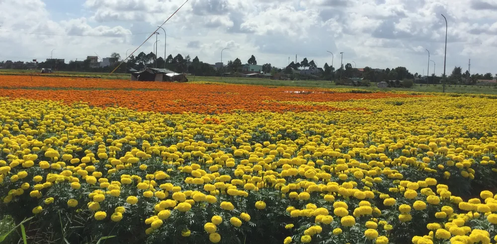 Làng hoa vạn thọ Thủ Thừa chuẩn bị đón xuân ảnh 4 Làng hoa vạn thọ Thủ Thừa chuẩn bị đón xuân ảnh 4