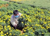 Tháng 3 về Long An ngắm hoa ô môi đẹp ngất ngây ảnh 6 Làng hoa Tết Mỹ Bình rồi sẽ chỉ còn là ký ức