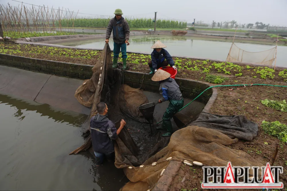 Hơn 40 tấn cá chép đỏ làng Thuỷ Trầm phục vụ người dân dịp Tết ông Công ông Táo 3.jpg