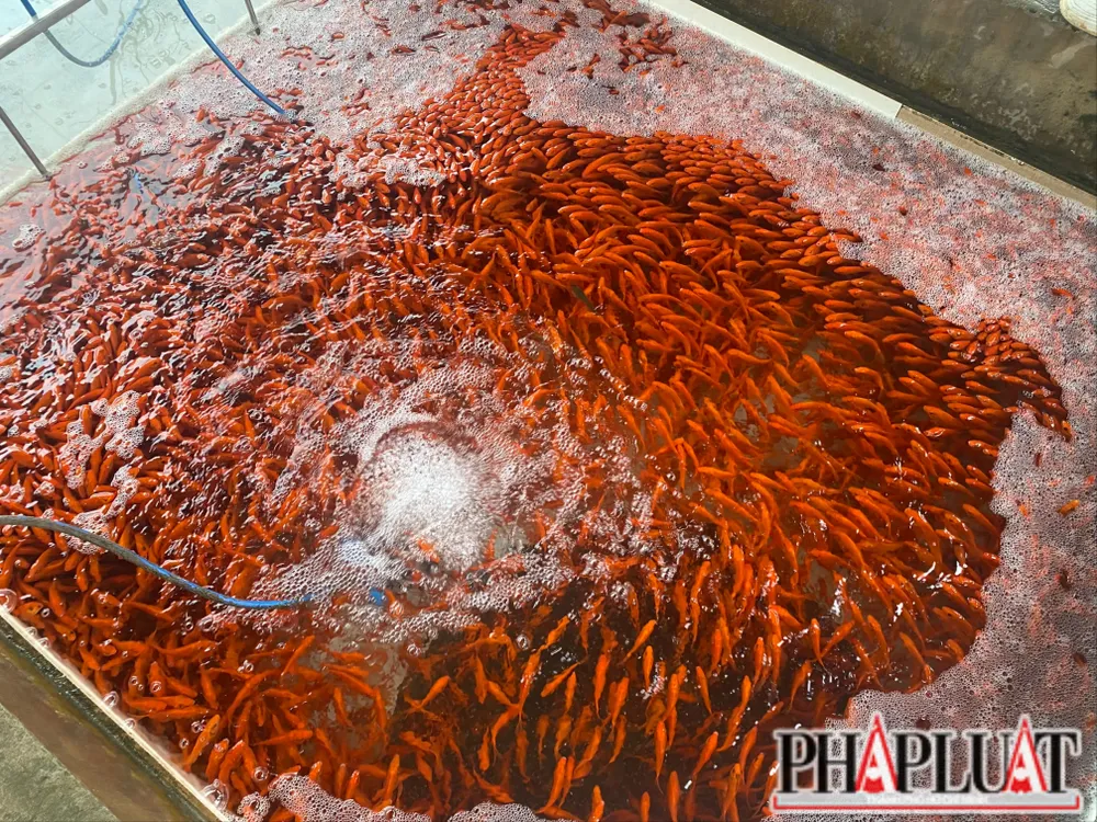 Hơn 40 tấn cá chép đỏ làng Thuỷ Trầm phục vụ người dân dịp Tết ông Công ông Táo 4.JPG
