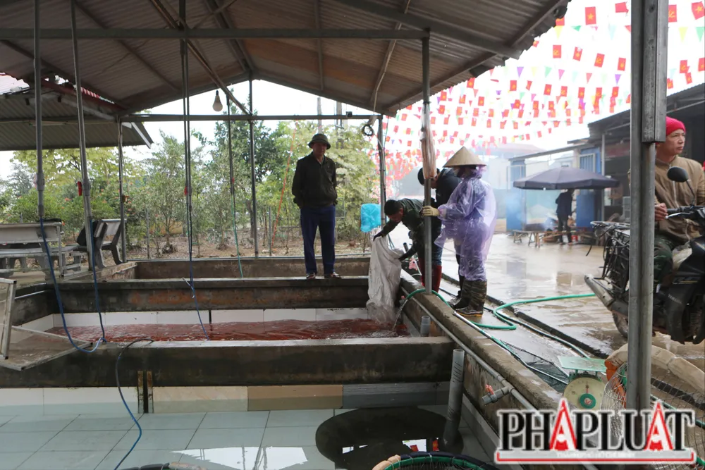 Hơn 40 tấn cá chép đỏ làng Thuỷ Trầm phục vụ người dân dịp Tết ông Công ông Táo 5.jpg