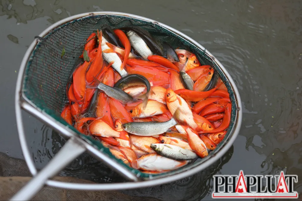 Làng nghề cá chép đỏ Thuỷ Trầm tung hàng Tết ông Công ông Táo .jpg