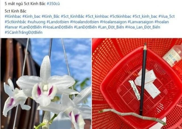 Một bài đăng bán hoa lan đột biến giá lên đến 350 triệu. Ảnh chụp màn hình Cảnh báo hiện tượng thổi giá lan đột biến