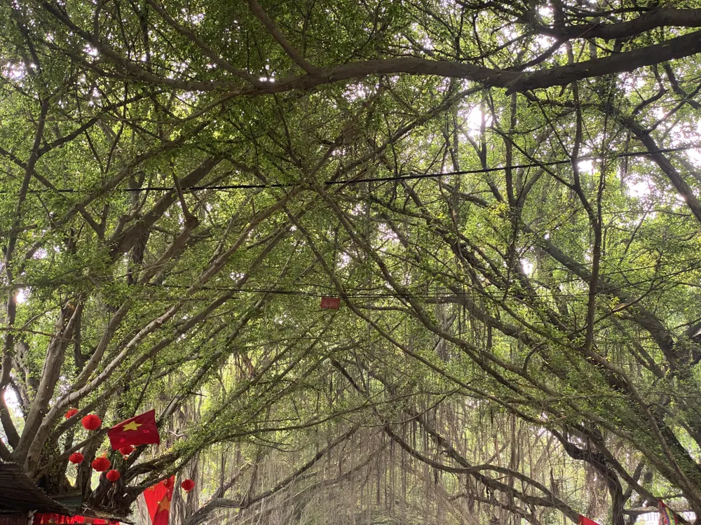 Độc đáo con đường cây si ở đền Hùng 2.JPG