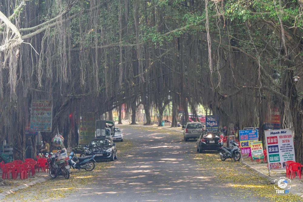 Độc đáo con đường cây si ở đền Hùng 4.jpg