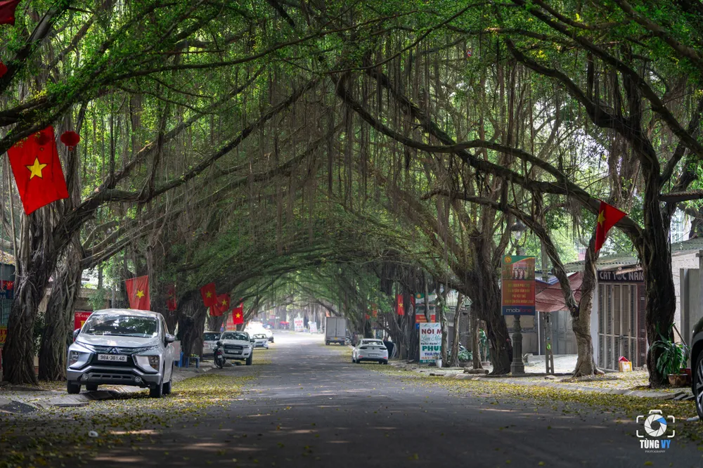 Độc đáo con đường cây si ở đền Hùng.jpg