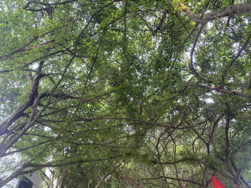 Độc đáo con đường cây si ở đền Hùng.JPG