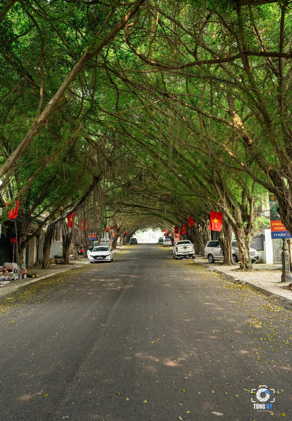 Độc đáo con đường cây si ở đền Hùng 7.jpg