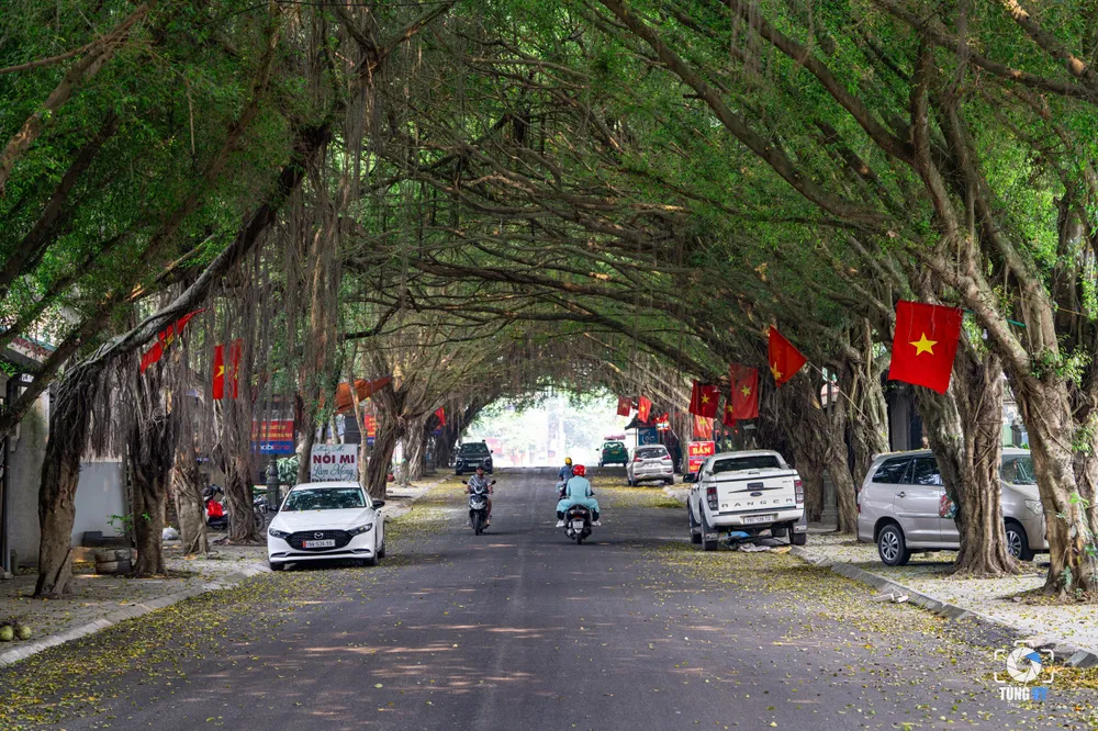 Độc đáo con đường cây si ở đền Hùng 8.jpg