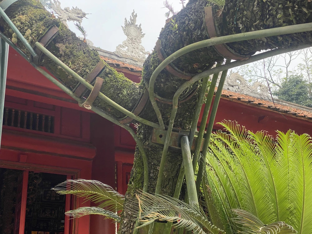 Cây vạn tuế 800 tuổi ở đền Hùng và buổi nói chuyện của Bác Hồ với Đại đoàn quân Tiên phong 3 copy.jpg