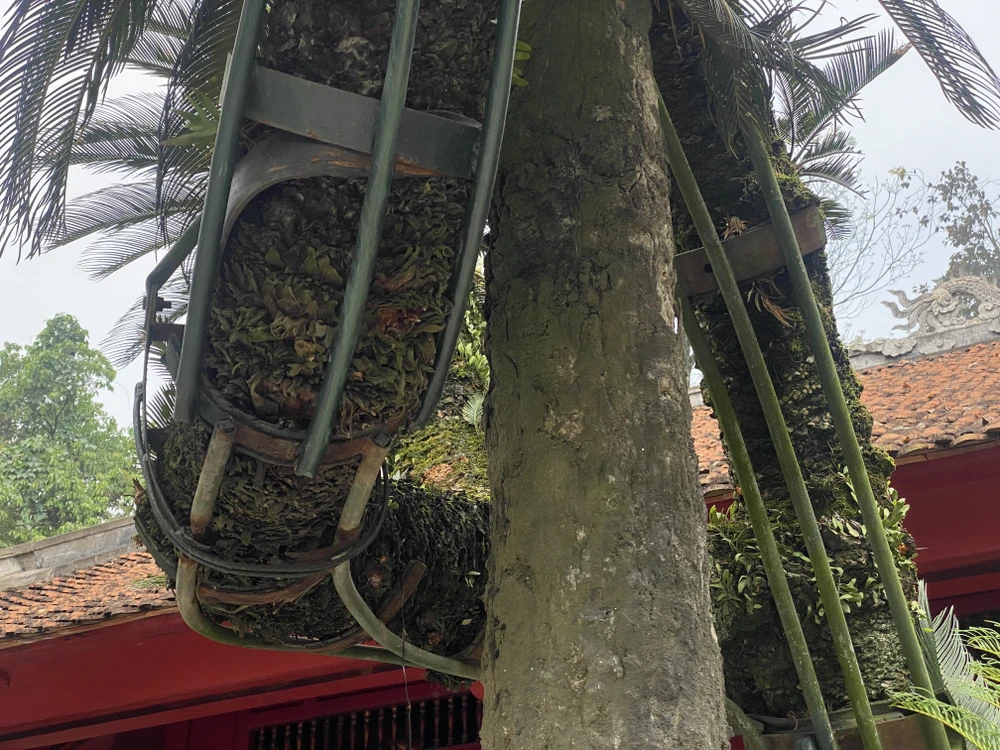 Cây vạn tuế 800 tuổi ở đền Hùng và buổi nói chuyện của Bác Hồ với Đại đoàn quân Tiên phong 4 copy.jpg