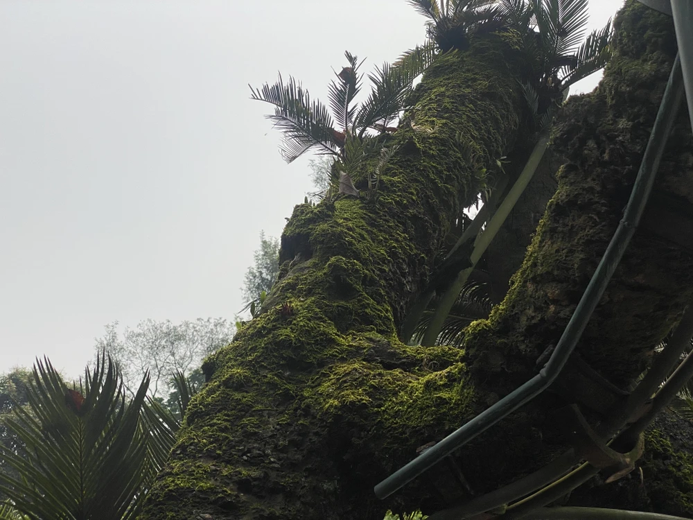 Cây vạn tuế 800 tuổi ở đền Hùng và buổi nói chuyện của Bác Hồ với Đại đoàn quân Tiên phong 5 copy.jpg